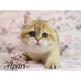 Alpari Teona, BRI by 11
